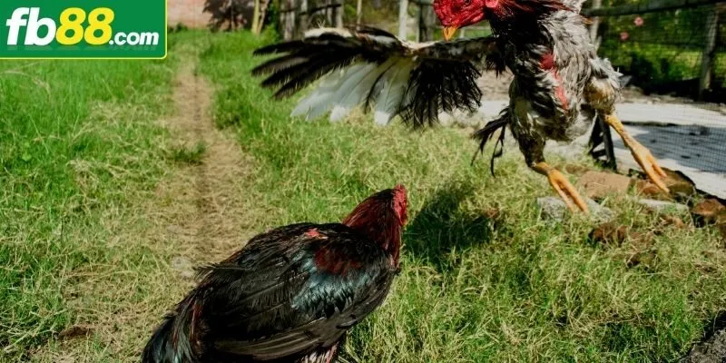 Đá Gà Đòn - Mãn Nhãn Với Trận Đấu Đỉnh Cao, Siêu Gay Cấn