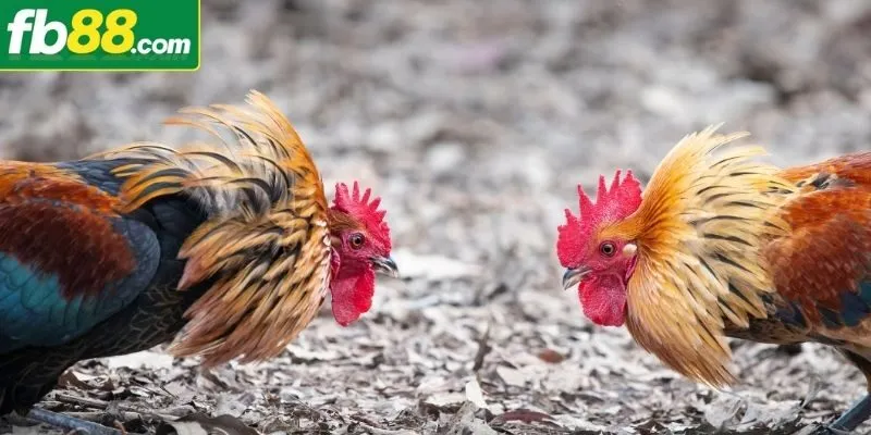 Hình Thức Cược Đá Gà Thomo Hấp Dẫn, Tiền Tươi Thóc Thật