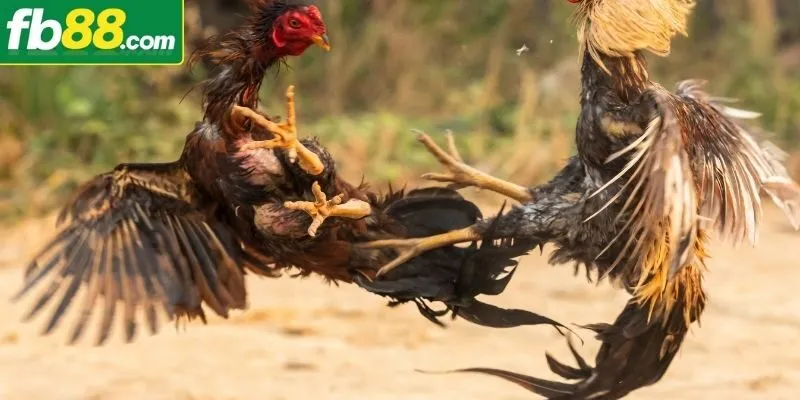 Tìm hiểu về đá gà Thomo